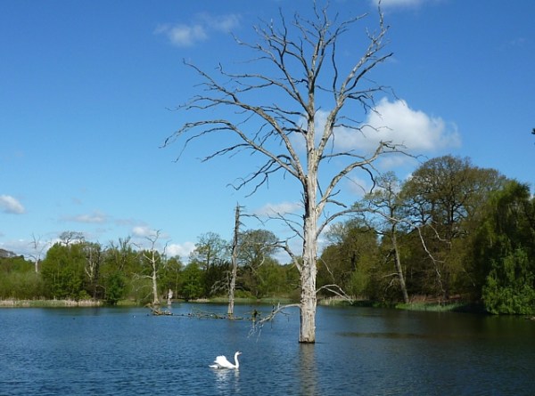 The lake, Clumber Park, Sherwood Forest