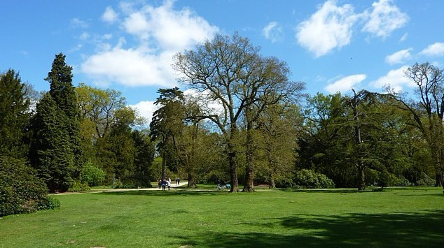 Old Trees, Clumber Park, Sherwood Forest