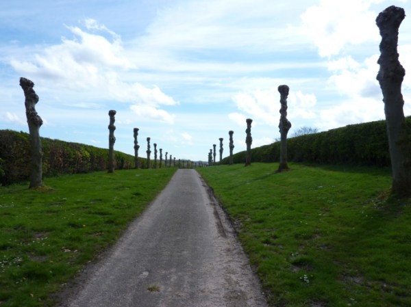 pollared Lime tree avenue, Holbeck,Sherwood Forest