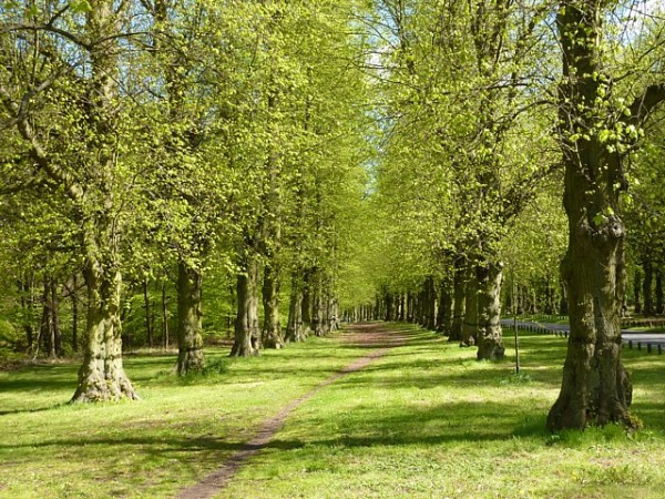 Lime tree Avenue, Clumber Park, Sherwood Forest