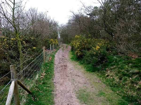 Whitewater bridleway, Sherwood Forest