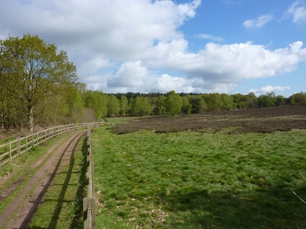 heathland, Whitewater bridleway, Sherwood Forest