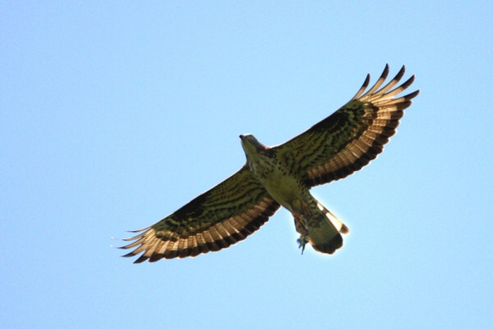 Buzzard Insect Sherwood Forest wildlife showcase | Sherwood Forest Information