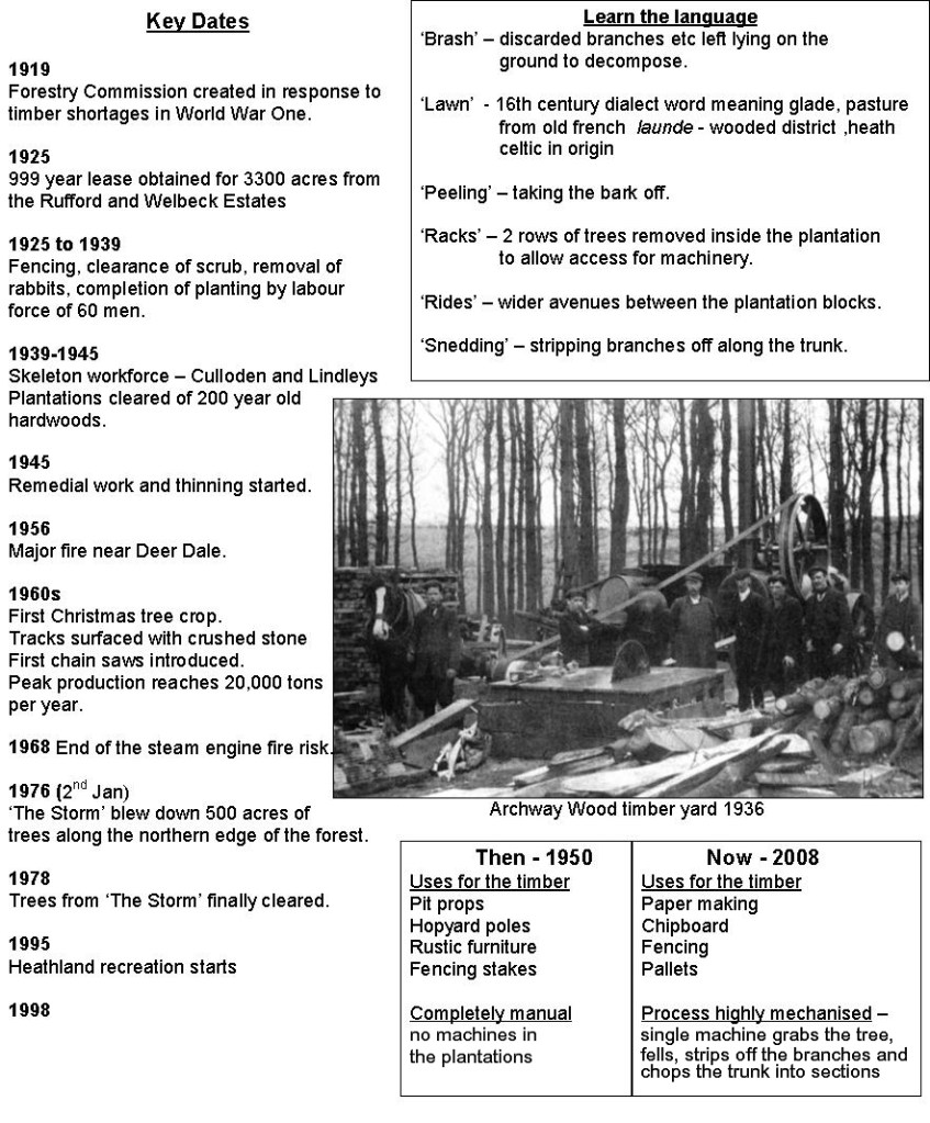 Clipstone Forest History of Sherwood Forest's ancient heart.